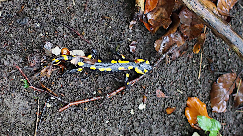 Feuersalamander