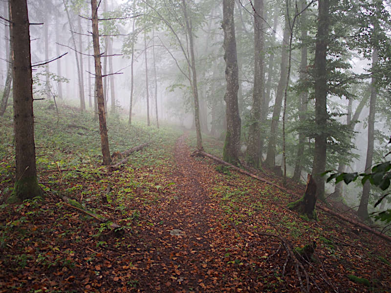 Waldweg im Nebel