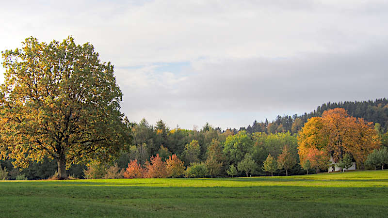 Ottiline-Kapelle