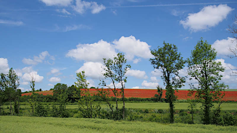 Feld voller Mohn