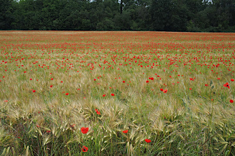 Feld voller Mohn