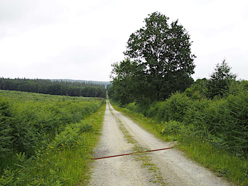 Waldweg