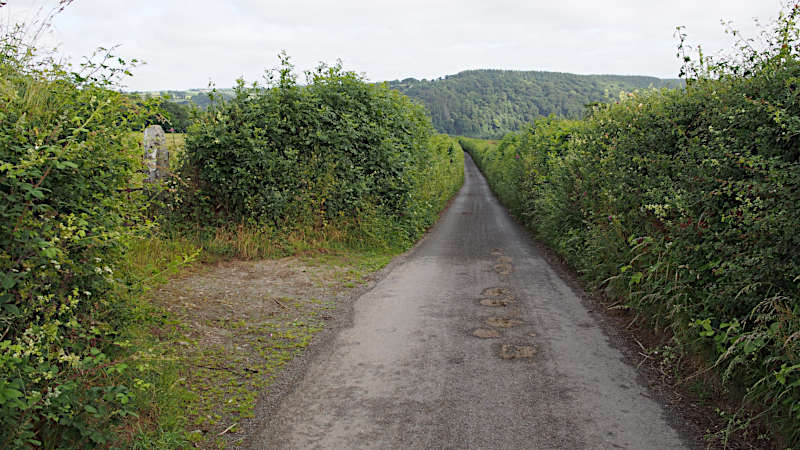 Kleiner Weg mit Hecken